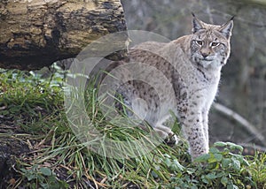 A Lynx Cat on the Prowl