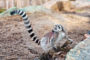 Beautiful wild Madagascar lemur in a zoo with long striped tail holding up photo
