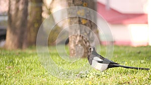 Beautiful wild magpie is looking for food in grass on the ground in the city park with cars on background in slow motion