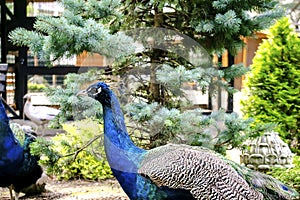 wild male peacock bird with colorful feathers,plumage.peafowl with close tail walking in nature park