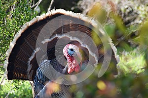 Beautiful Wild Male Turkey In Early Spring In Northern California