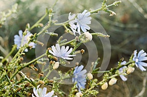 Beautiful Wild meadow grass and flowers under morning sunlight. Autumn field with p small snails background. Sunny