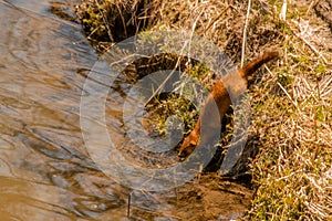 A Beautiful Wild Mink Entering Otter Creek, at Echo Valley Park in Iowa