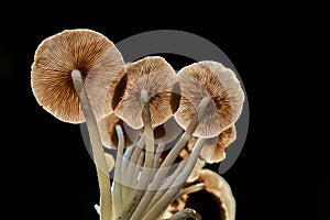 Beautiful wild mushroom with backlight