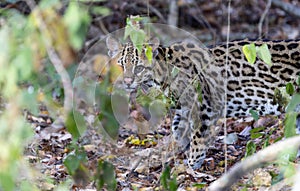 Beautiful Wild Ocelot (Leopardus pardalis) in a Brazil Forest