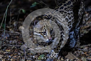 Beautiful Wild Ocelot (Leopardus pardalis) in a Brazil Forest at Night