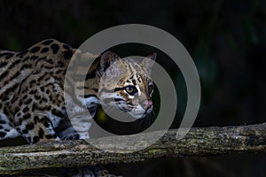 Beautiful Wild Ocelot (Leopardus pardalis) in a Brazil Forest at Night