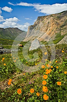 Beautiful wild orange flowers with view to mountains