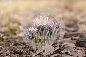 Beautiful wild pasque flowers in the spring forest