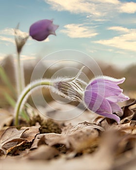 Beautiful wild pasque flowers in the spring forest