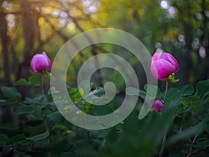 beautiful wild peony flower in a spring forest on the top of a mountain.