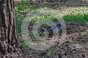 A beautiful wild pigeon with colorful feathers walks in the forest