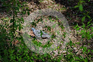 A beautiful wild pigeon with colorful feathers walks in the forest