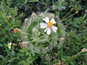 The beautiful wild plants are flowering at shrubbery