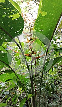 Beautiful Wild plants and flowers