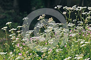 Beautiful wild plants and flowers on a spring meadow