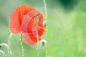 Beautiful wild poppy flower