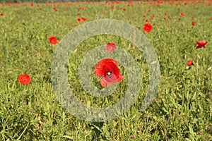 Beautiful wild poppy flower in the meadow