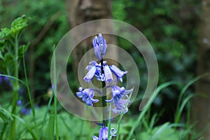 A beautiful wild purple flower in sherwood forest England