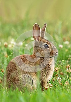 Beautiful wild rabbit Oryctolagus cuniculus