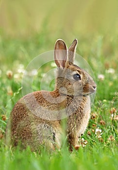 Beautiful wild rabbit Oryctolagus cuniculus photo