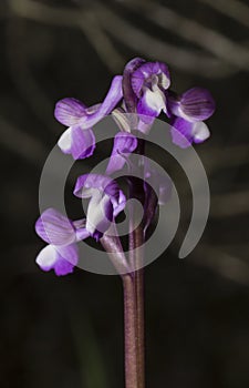 Beautiful wild rare orchid Anacamptis morio subsp. champagneuxii
