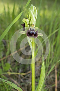 Beautiful wild rare orchid Ophrys sphegodes also known as early spider-orchid