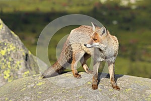 Beautiful wild red fox on mountains