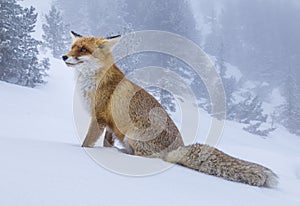 Beautiful wild red fox in the snow, in the mountains