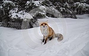 Beautiful wild red fox in the snow, in the mountains