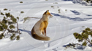 Krásna divoká červená líška v snehu, v horách