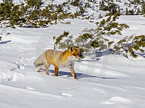 Beautiful wild red fox in the snow, in the mountains