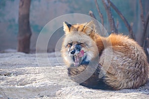 Beautiful wild red fox sitting on a sand in the forest