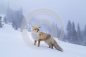 Beautiful wild red fox in the snow, in the mountains