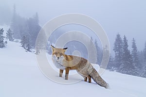 Beautiful wild red fox in the snow, in the mountains