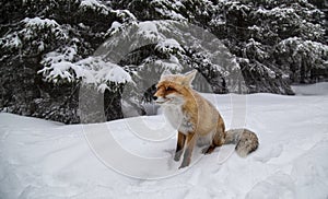 Beautiful wild red fox in the snow, in the mountains