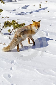 Beautiful wild red fox in the snow, in the mountains