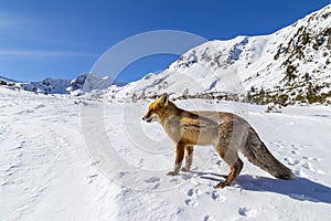 Beautiful wild red fox in the snow, in the mountains