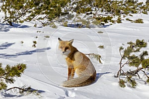 Krásna divoká červená líška v snehu, v horách