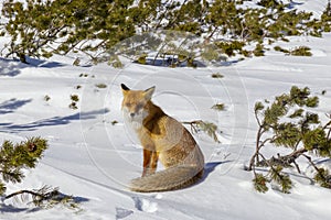 Krásná divoká liška obecná ve sněhu, v horách