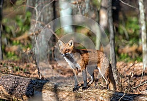 Beautiful wild Red Fox Standing on a dead tree in the sunlight in a forest