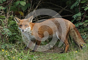 A beautiful wild Red Fox, Vulpes vulpes, standing at the entrance to its den poking out its tongue.