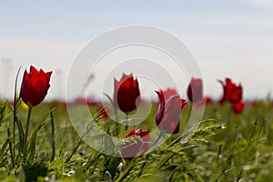 Russia. Beautiful wild red tulips in green grass in spring steppe under the blue sky in Kalmykia