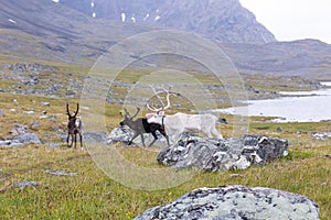 Beautiful wild reindeer living in Sarek National Park, Sweden.