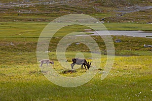 Beautiful wild reindeer living in Sarek National Park, Sweden.