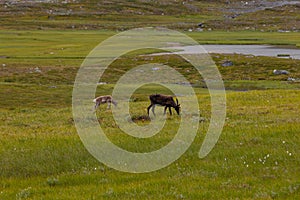 Beautiful wild reindeer living in Sarek National Park, Sweden.