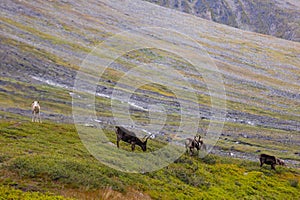 Beautiful wild reindeer living in Sarek National Park, Sweden.