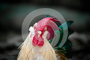 Beautiful Wild Rooster with Blurred Background