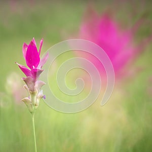 Beautiful wild siam tulips blooming in the jungle at Chaiyaphum