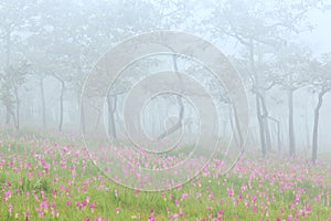 Beautiful wild siam tulips blooming in the jungle at Sai Thong N